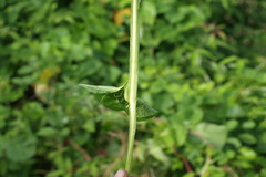 Operculina turpethum